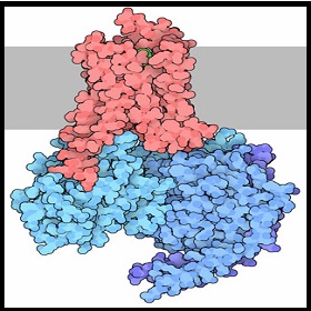 GPCR